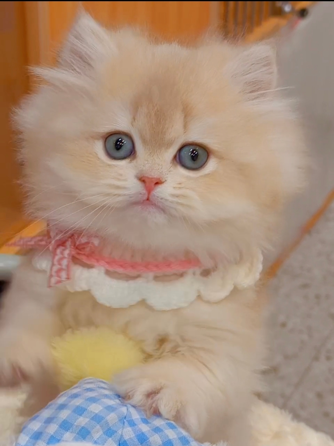 精品焦糖蓝金渐层长毛,包邮,送用品